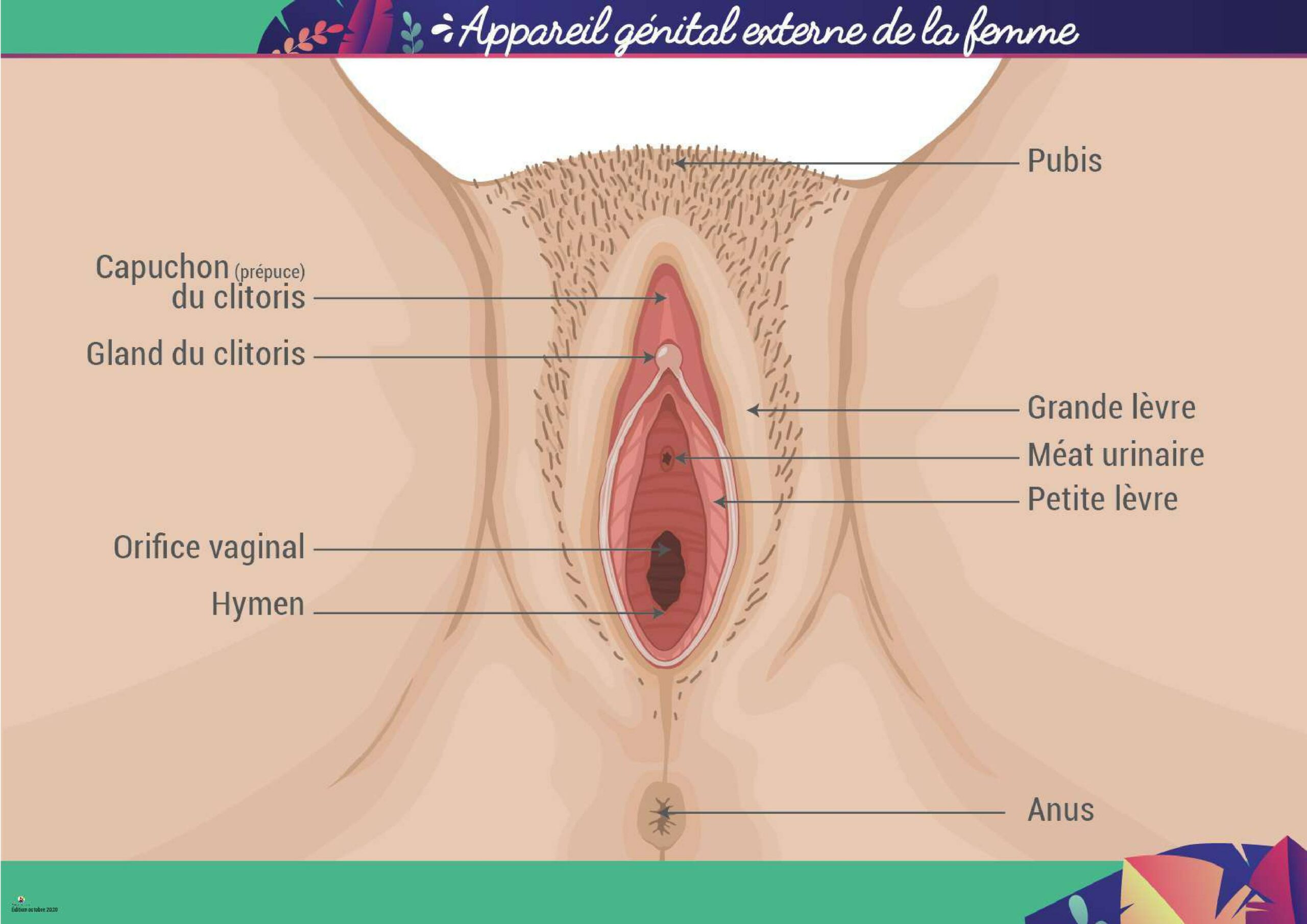Doc 1. s├®ance 2. Appareil genital Femme 1