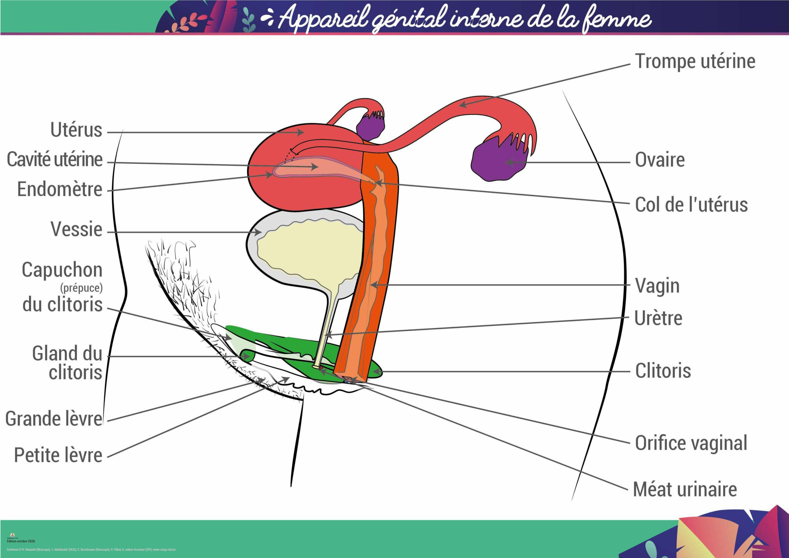Doc 1. s├®ance 2. Appareil genital femme2