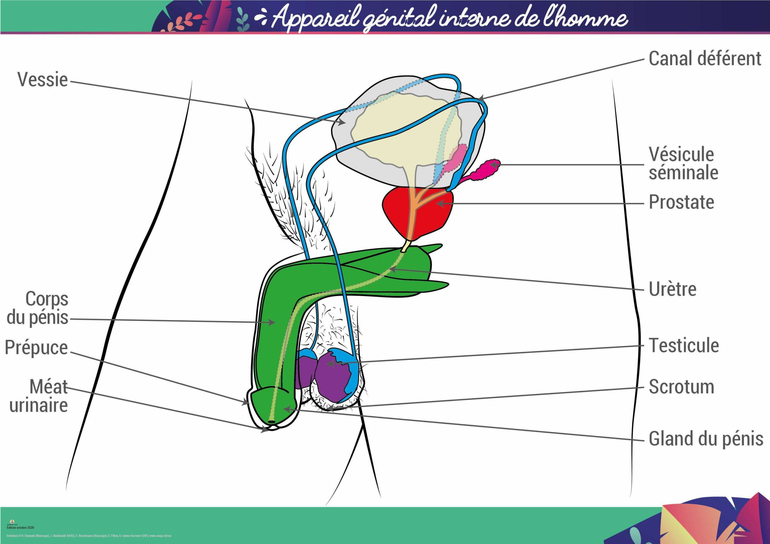 Doc 1. s├®ance 2. Appareil genital homme 2